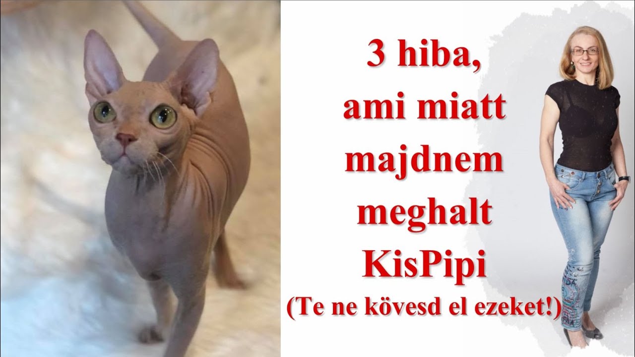 3 hiba, ami miatt kishíján meghalt KisPipi, a szfinx cicánk