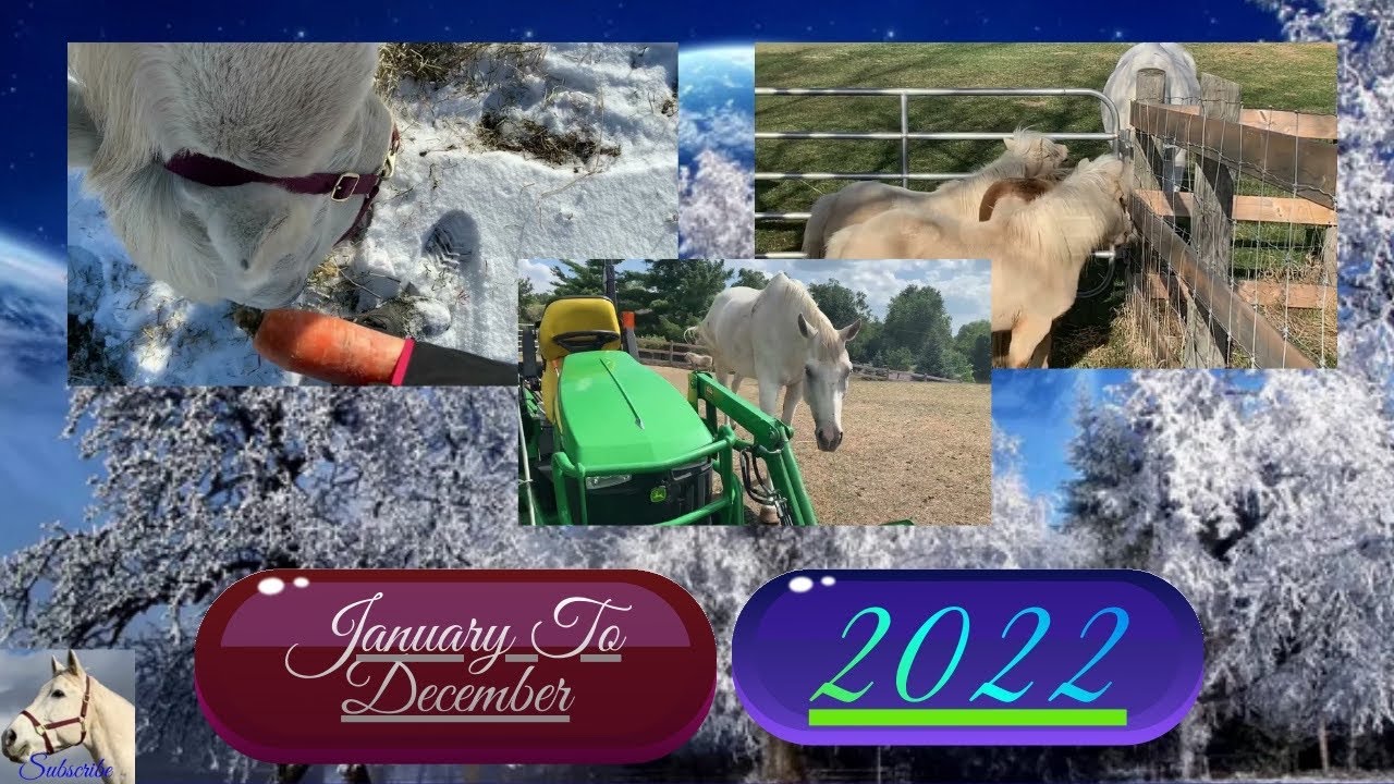 Epic Equestrian Adventures You Need to Experience