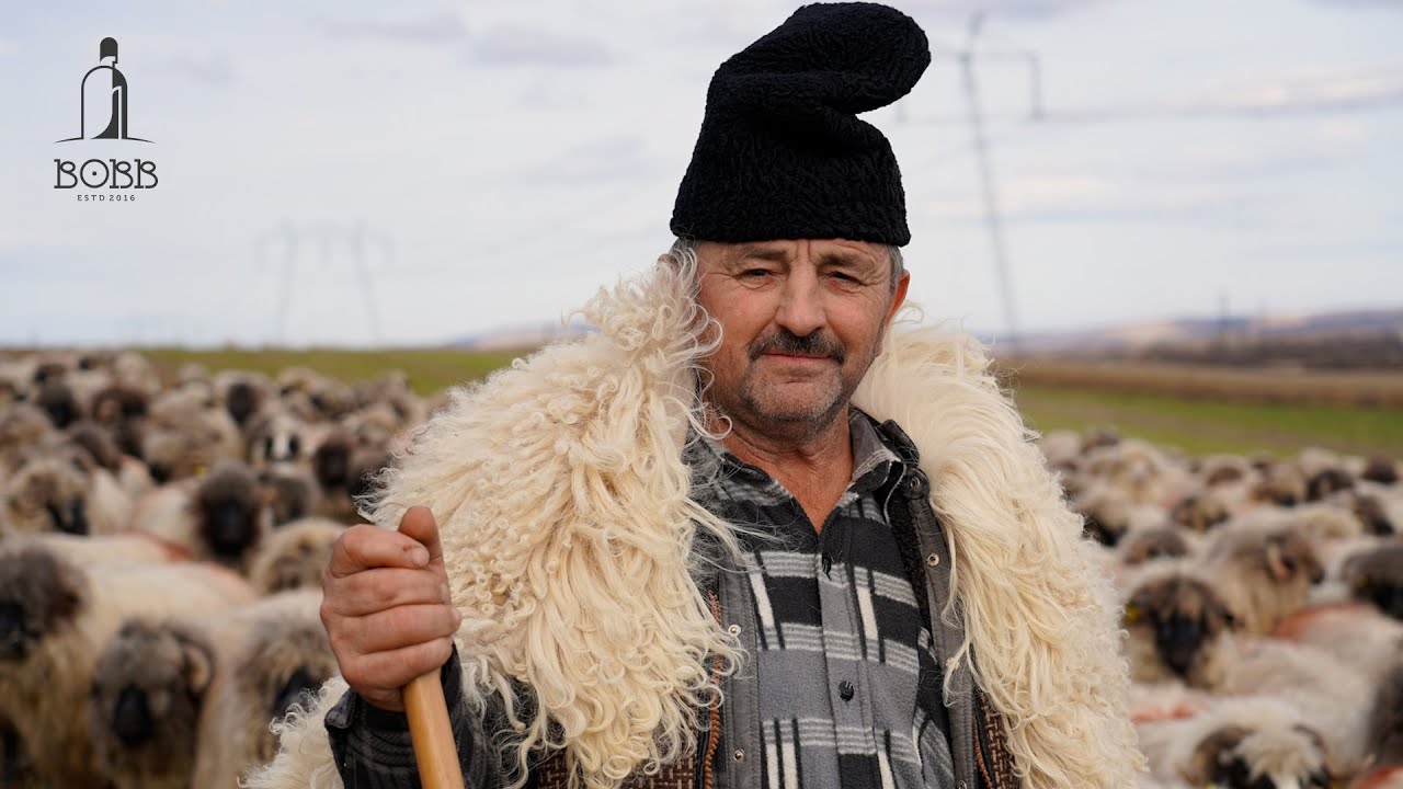 Oile BUCĂLĂI ale lui Pătru Toncea | Din oi mi-am cumpărat TERENURI și CASE