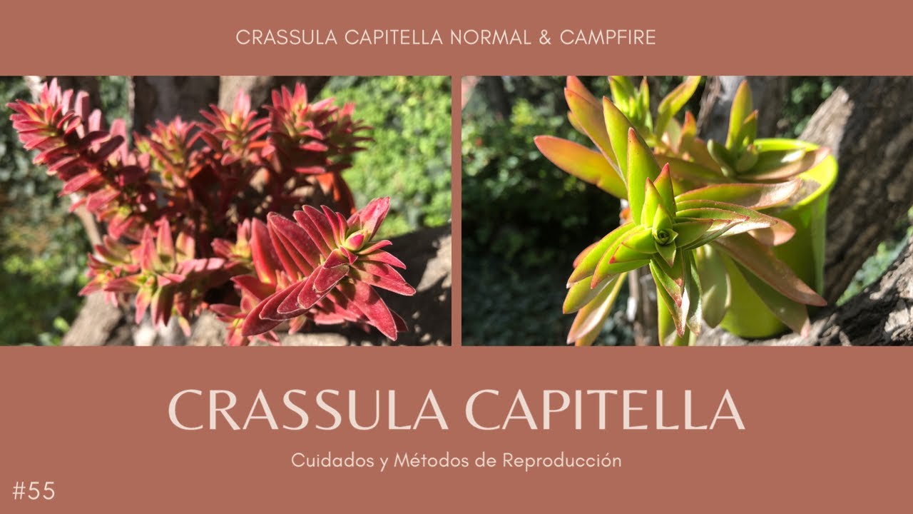 CRASSULA CAPITELLA 🔥 | Normal & Campfire