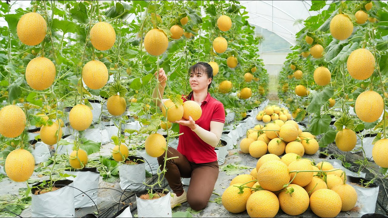 REWIND TIMELAPSE --120 Days Use 3-Wheeled Truck To Harvest Many Yellow Melon Go To Sell