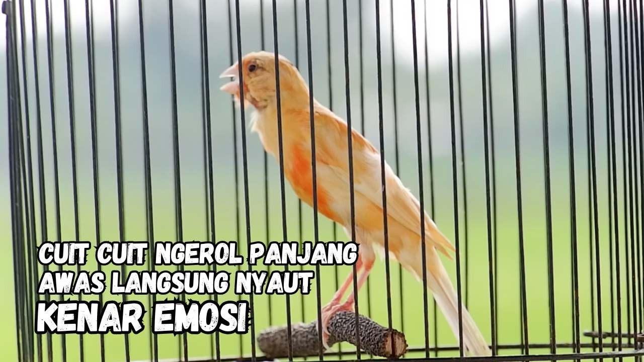 Kenari Gacor Panjang, Pancingan Kenari Paud Belajar Bunyi, Terapi Ampuh Kenari Macet