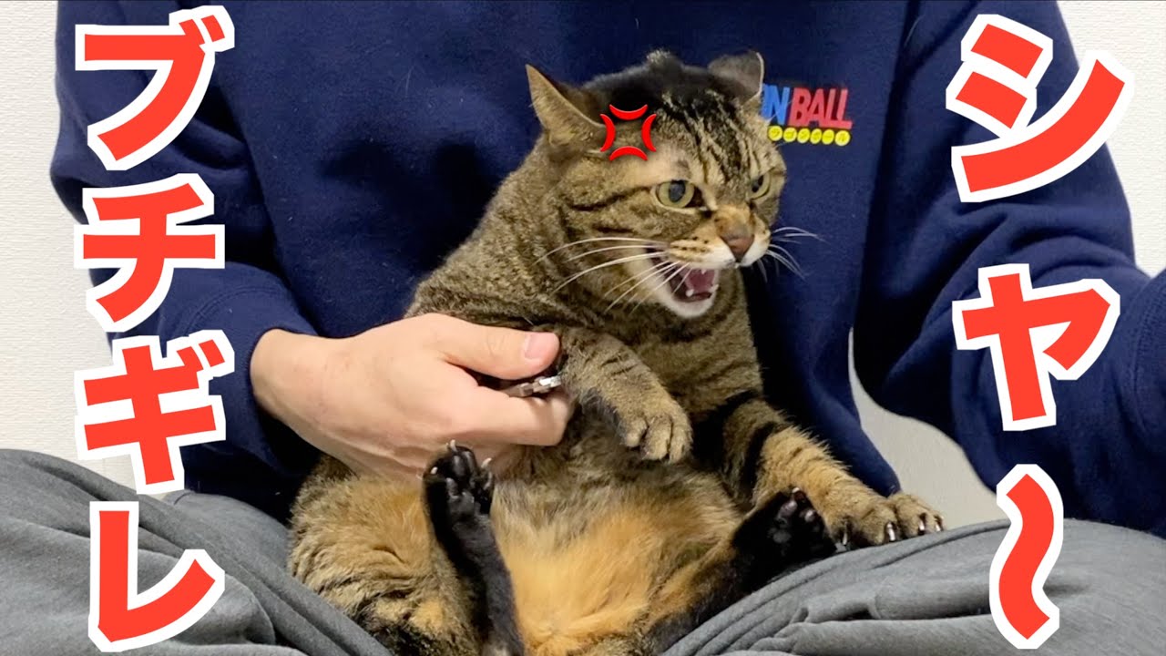 凶暴猫の爪切りをしたら大激怒してブチギレました...