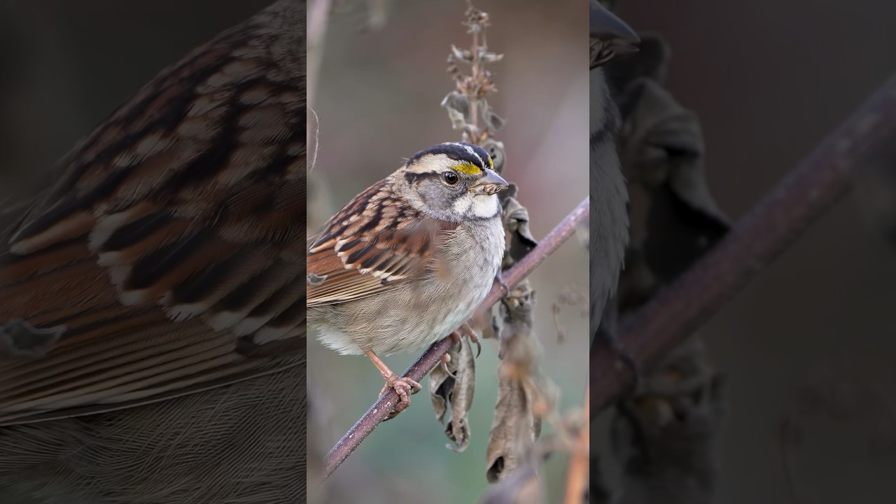 This is how you should chew your food #birdwatching #birds #sparrows #shorts #birdphotography