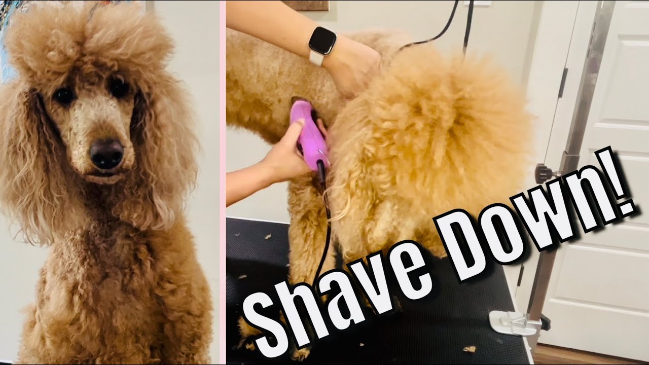 Shaving a dog quickly! Poodle shave down!