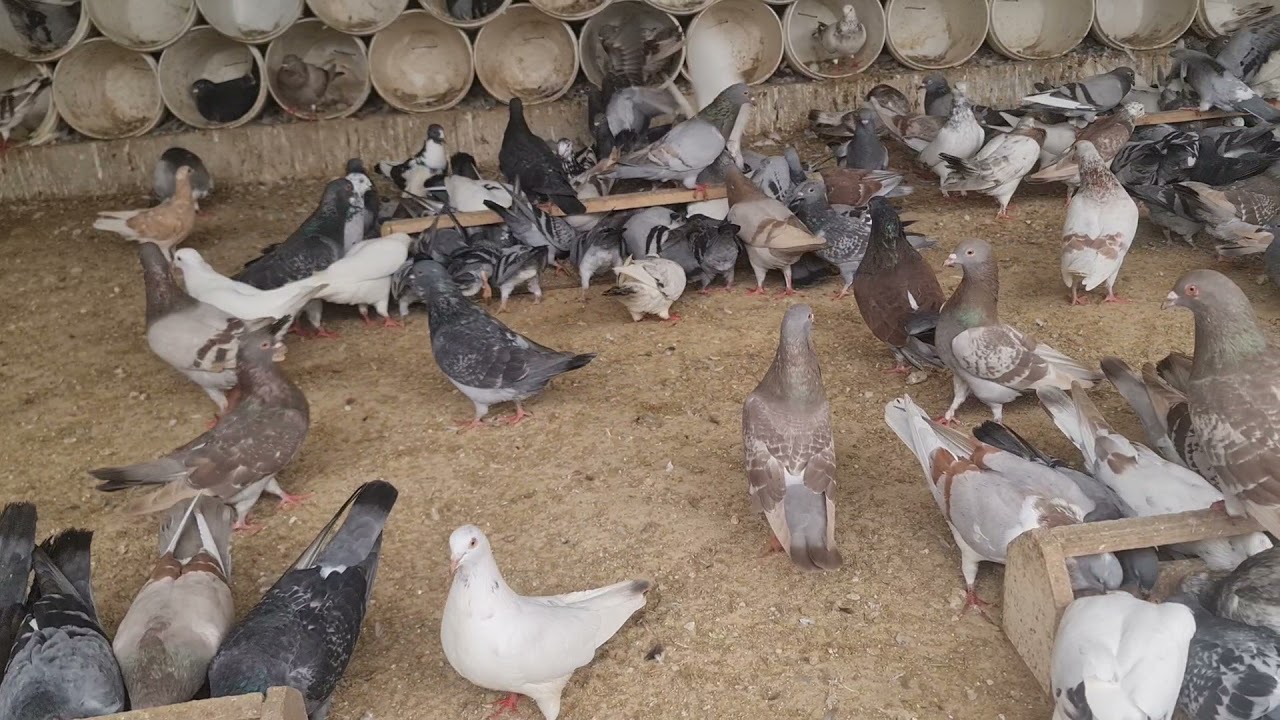 مشروع الحمام الخصوصي مع الزاجل الهولندي شي يفرح وانجازات يوميه وزودنا بالعلف لان خذا وضعالزاجل صح 👍