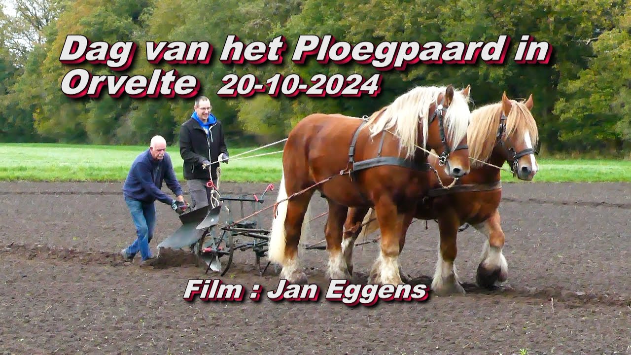 Dag van het Ploegpaard in Orvelte 20 10 2024
