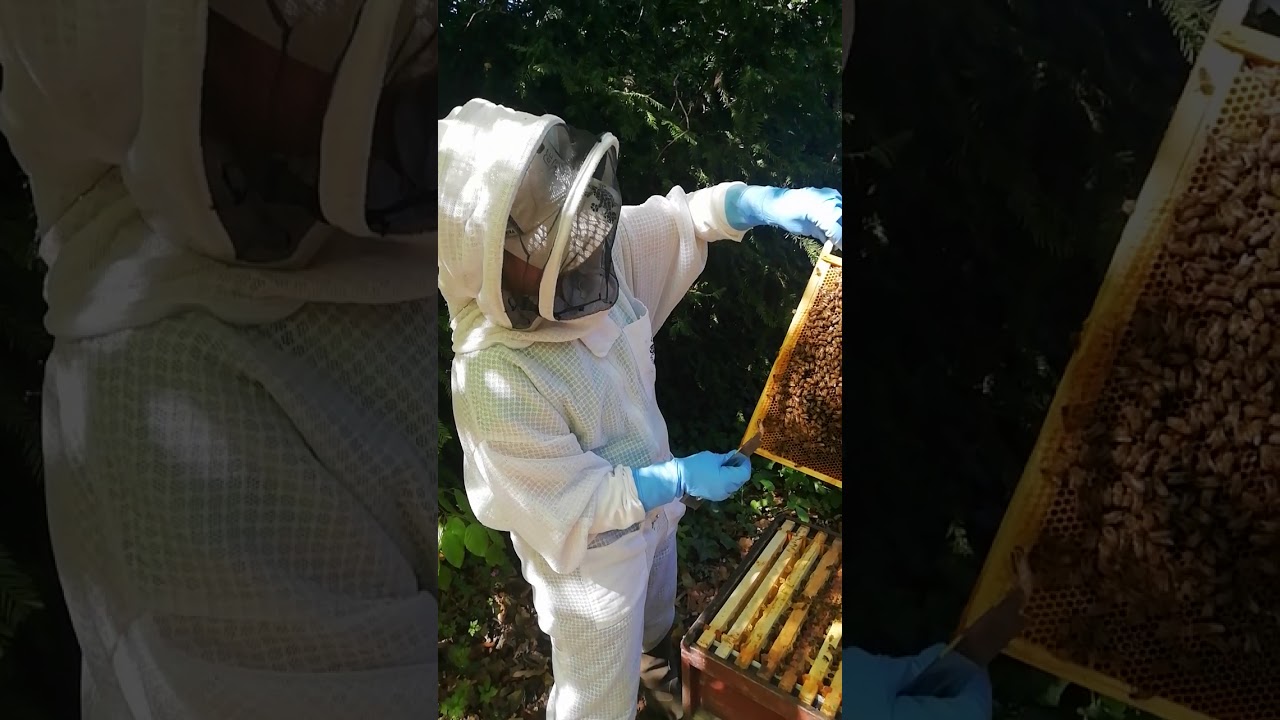 Inside the Hive - Buzzy Bees at Martineau Gardens