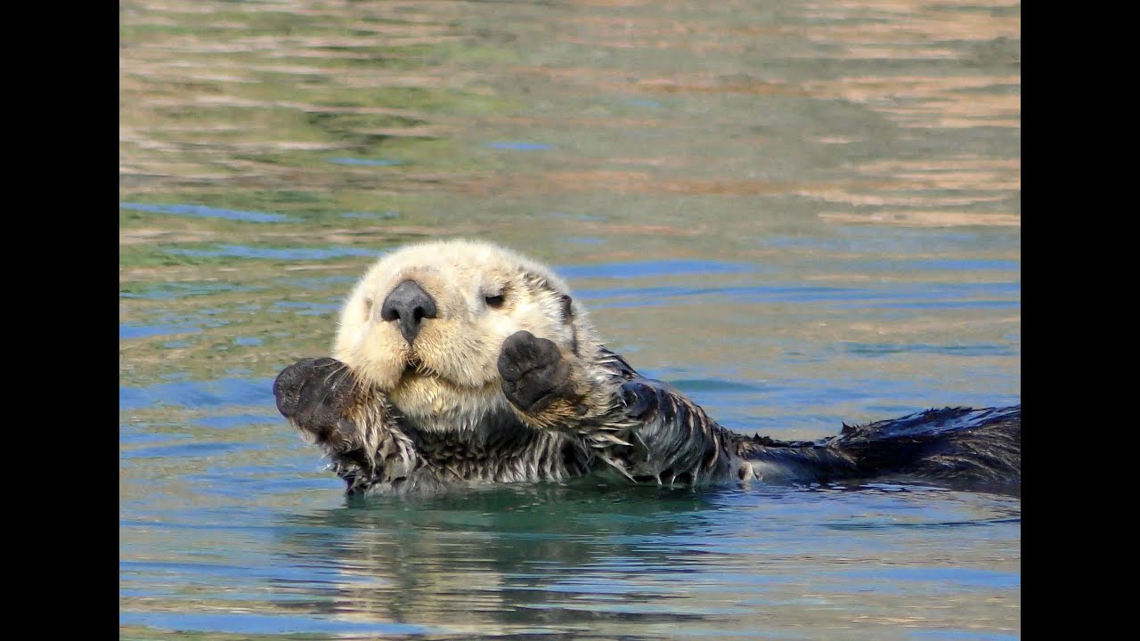 HDObservations : Sea Otter (4K UHD)