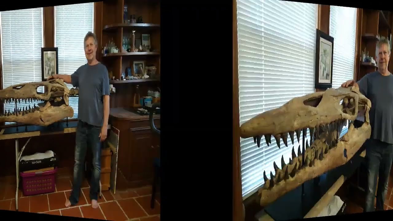 Reconstructing the Texas Fossil Mosasaur Skull
