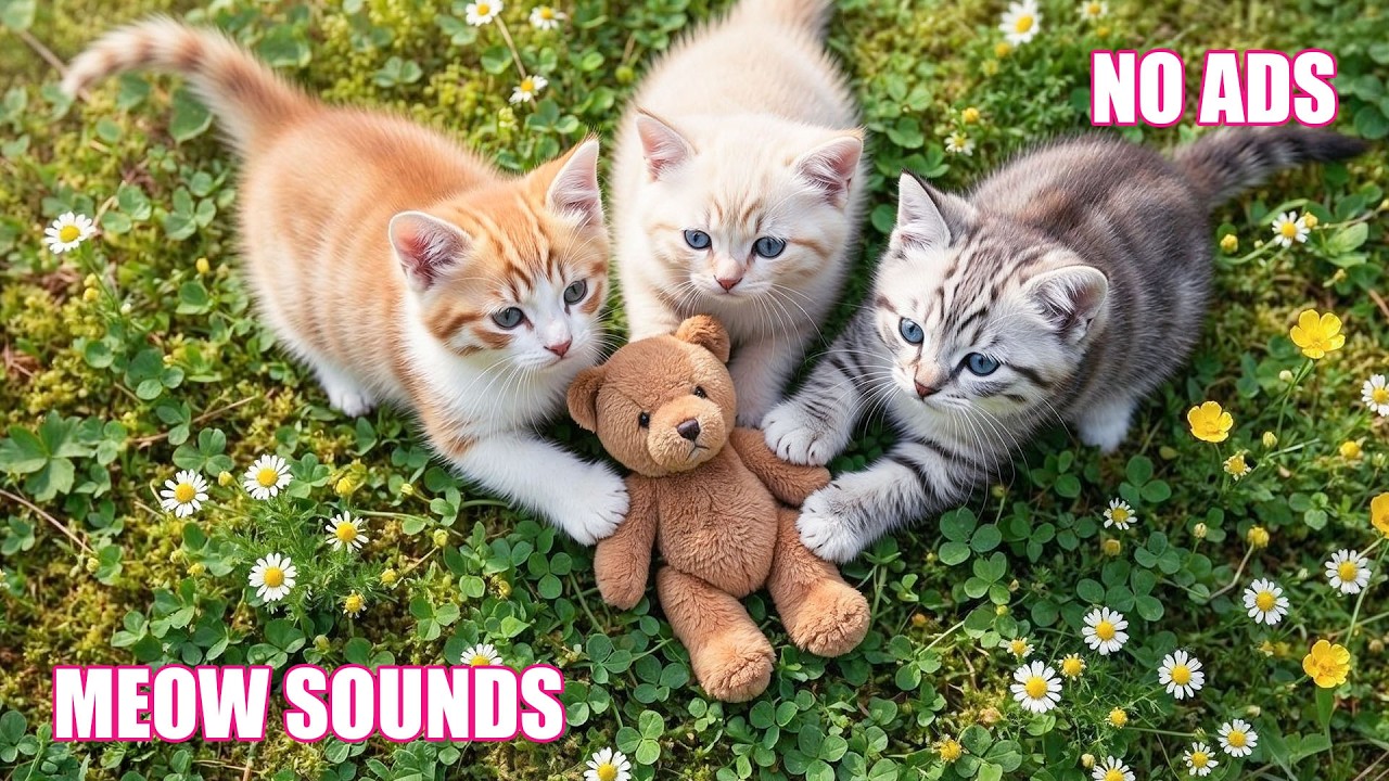 12 Hours Of Relaxing Music for Cats 😻 Soothing Music for Sleep, Anxious Pets 🌈 Catnap Soundscape