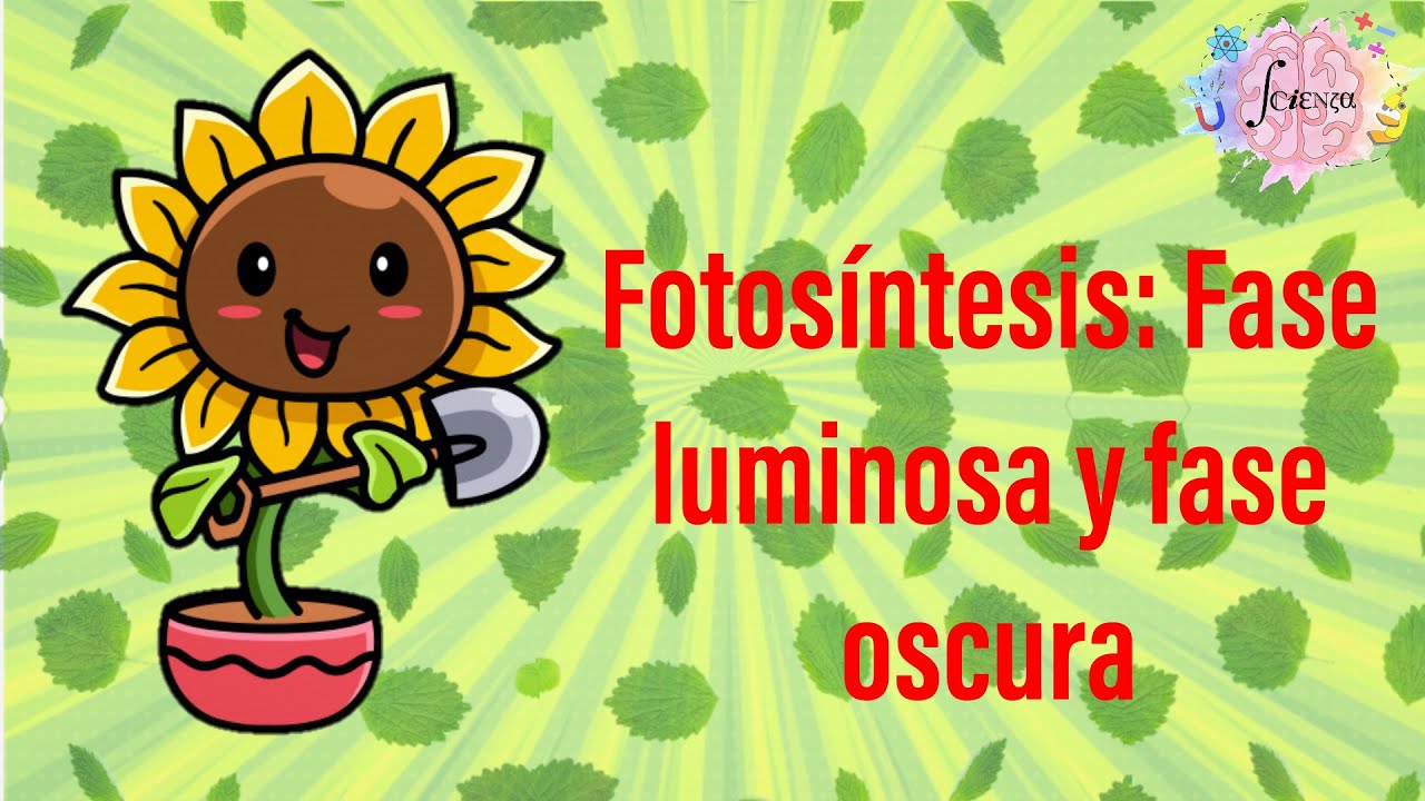 Fotosíntesis: fase luminosa y oscura
