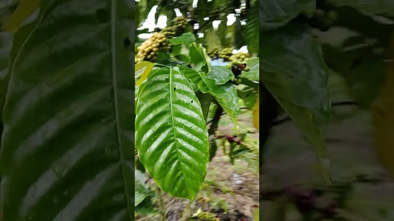 Review kebon masa pemulihan