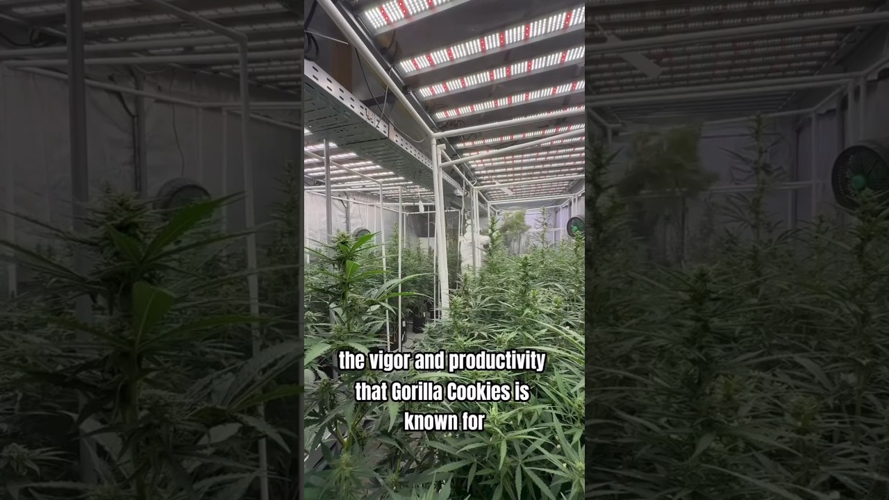 Улучшение Gorilla Cookies Auto: переход к следующему поколению | Fast Buds