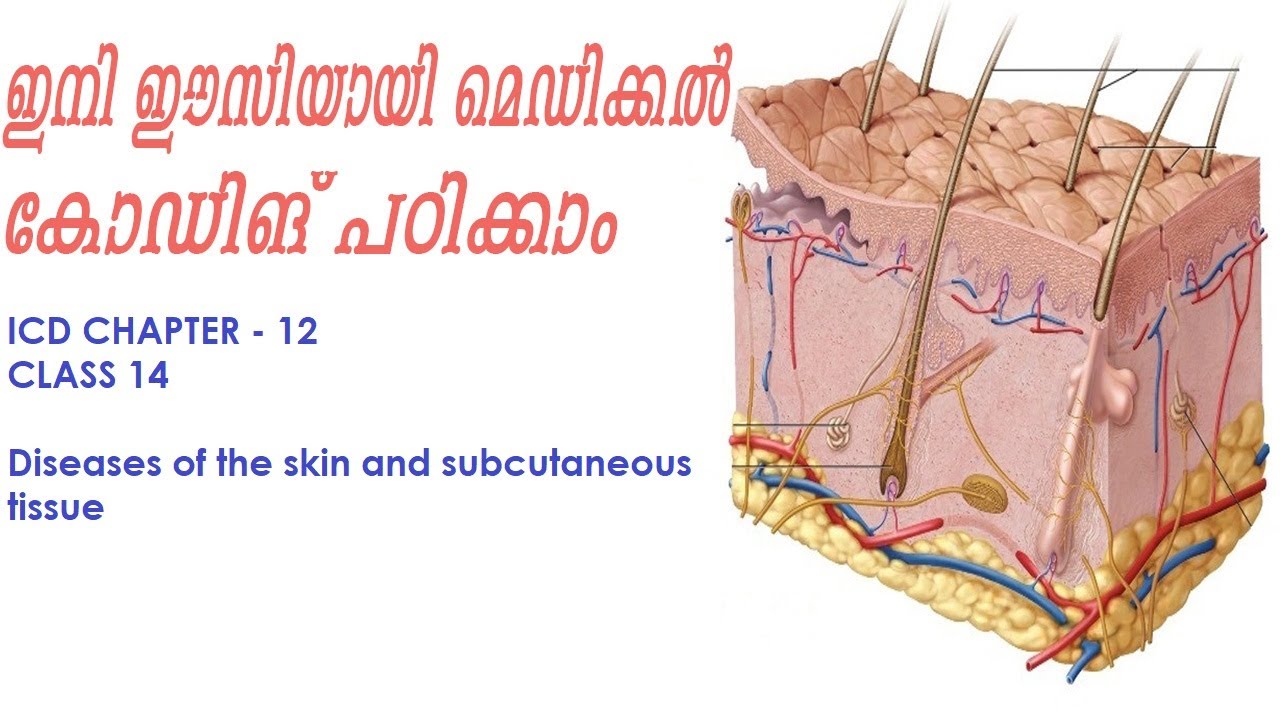 ICD- 10-CM chapter 12 diseases of the skin and subcutaneous tissue