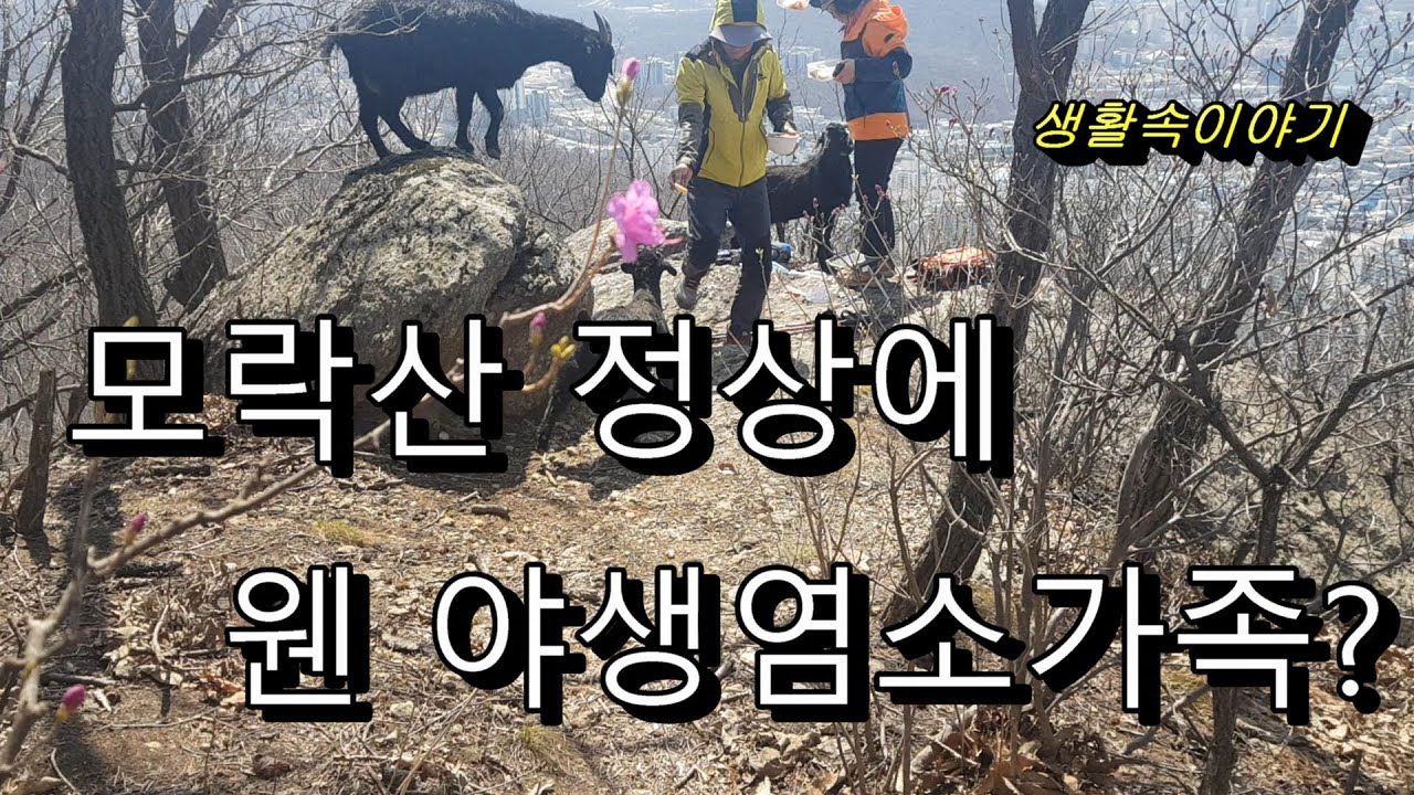 모락산 정상에서 염소가족 만남,등산객들의 친구, 아빠염소 엄마염소 아기염소 , 애교만점의 모락산 염소가족,山の頂上でヤギ家族の出会い,Goat meet at the mountain,