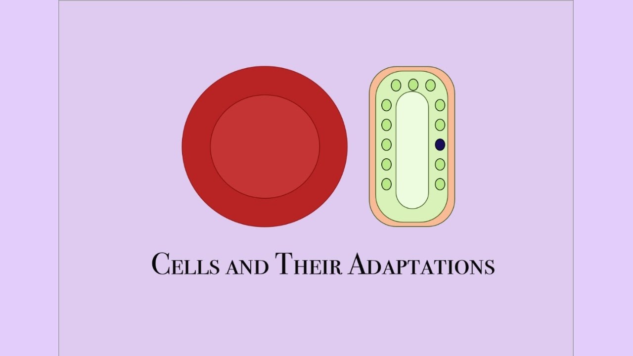Cells and Their Adaptations- Checkpoint Biology HD