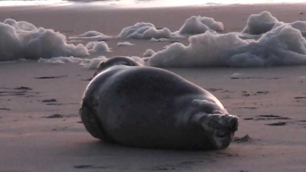 verletzter Heuler am Strand bei Westerland