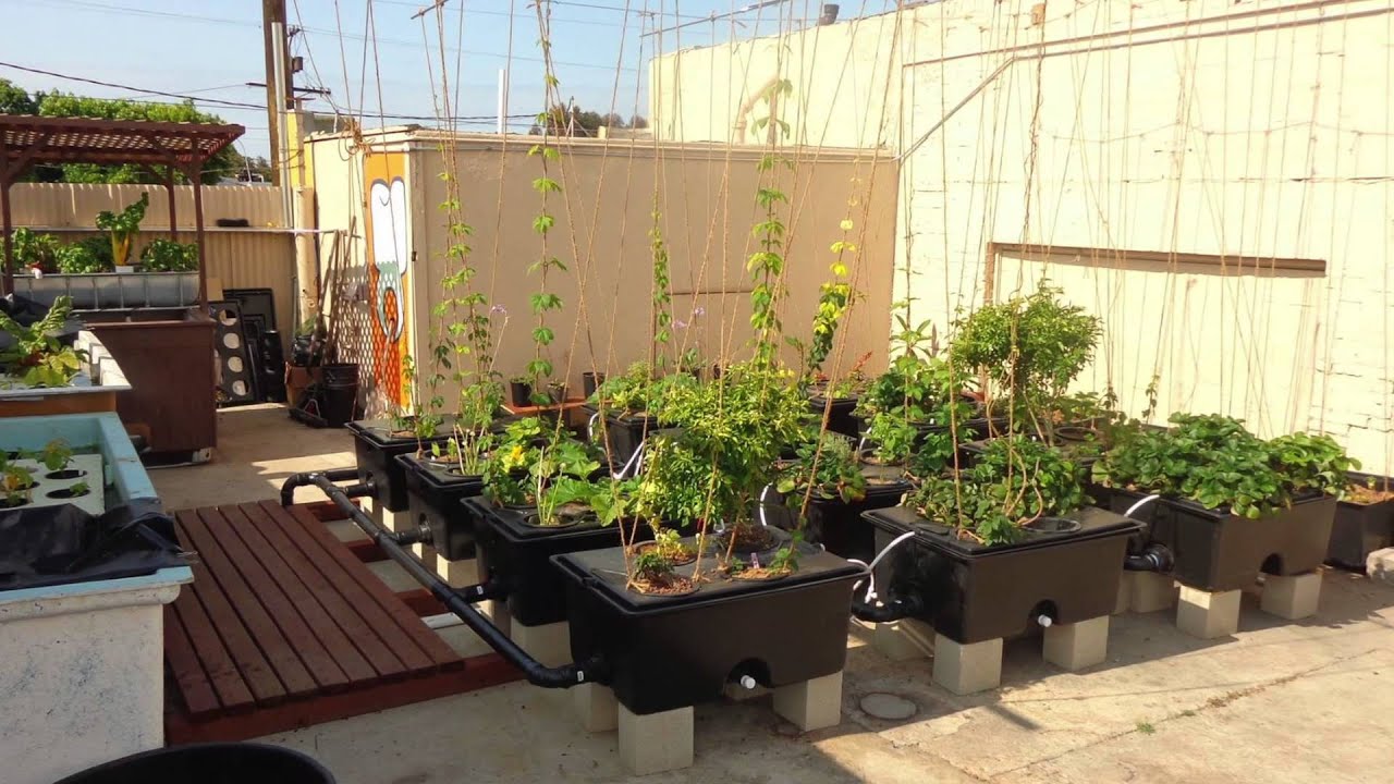 Cashinbis Features Inda-Gro President Darryl Cotton