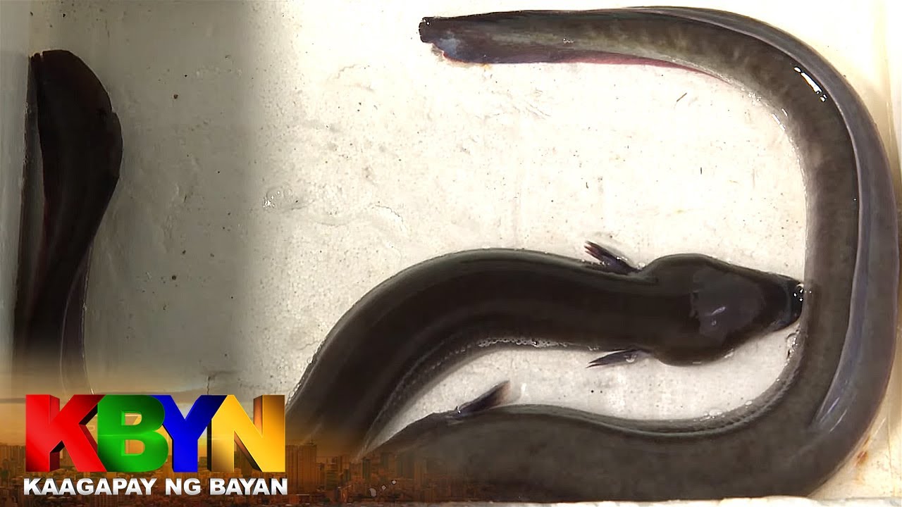 KBYN: Bakit mahal ang bentahan ng eel o igat sa merkado?