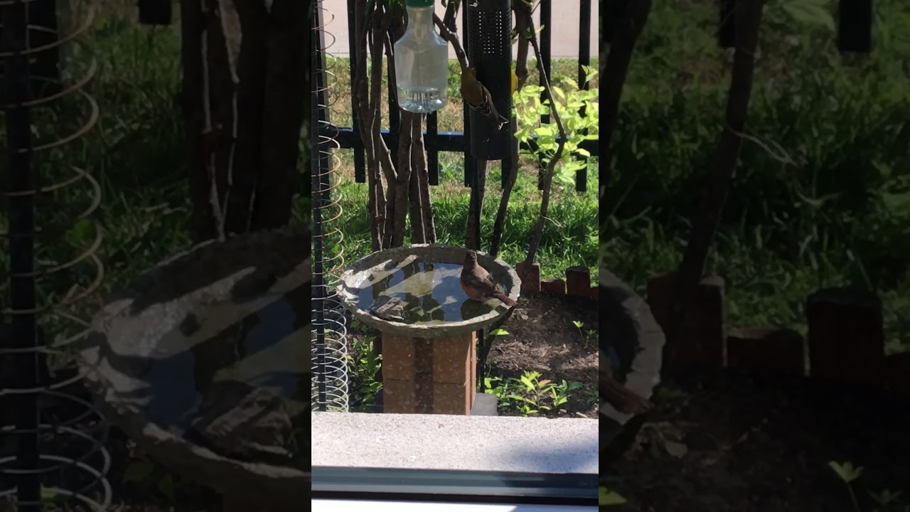 DIY birdbath dripper for $0