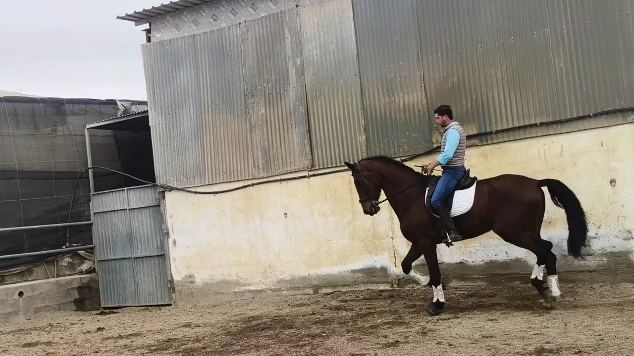 Jecomias 3  PRE WALLACH #spanishhorse  #pre #jbkhorses #spanischepferde