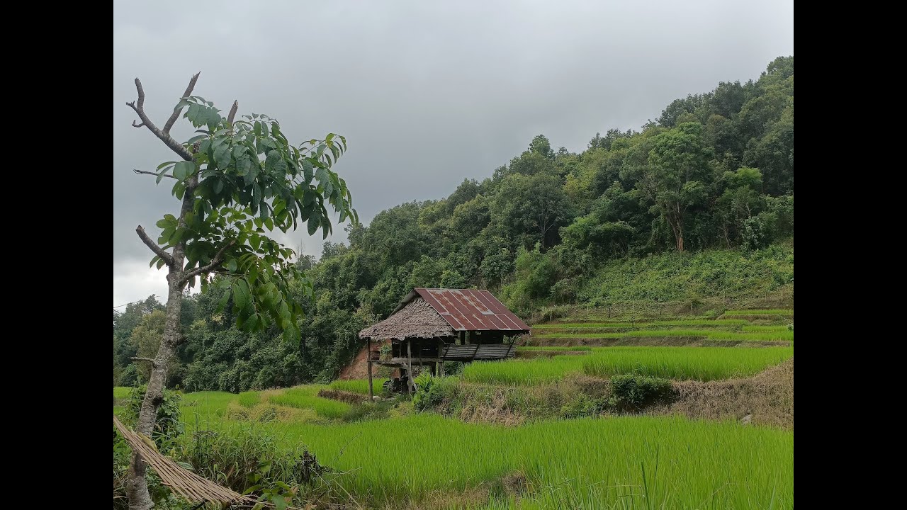 Walking and exploring the Thailand countryside || A mountain paradise
