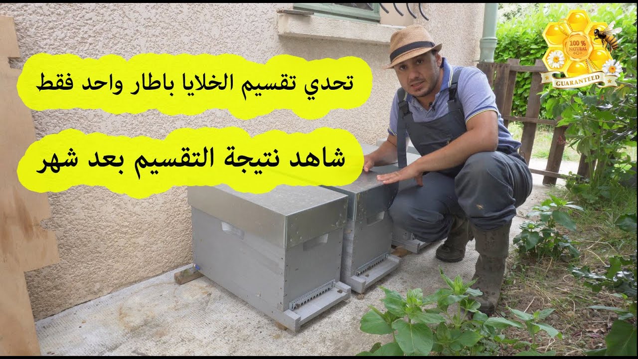 تربية النحل :تحدي التقسيم باطار واحد فقط /ج 4 -النتيجة الاولى 🔵