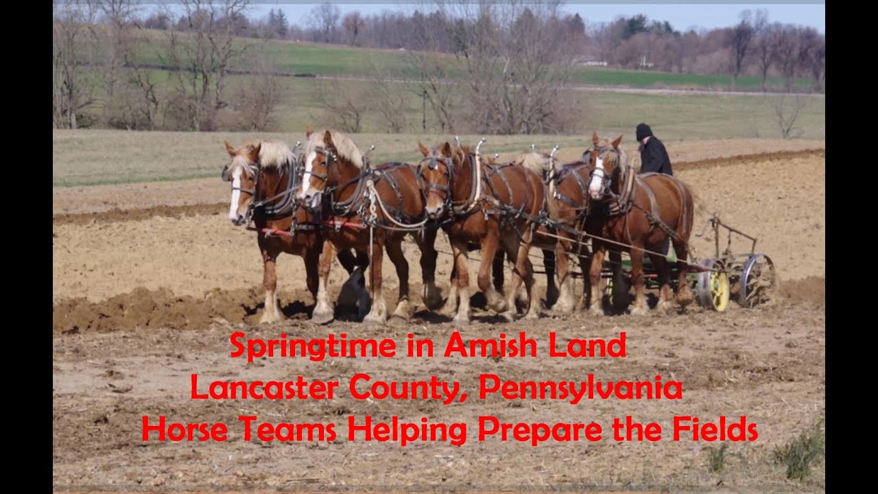 Springtime Field Work In Amish Land--Lancaster County, Pa...Plowing, Seeding...Horse and Mule Teams
