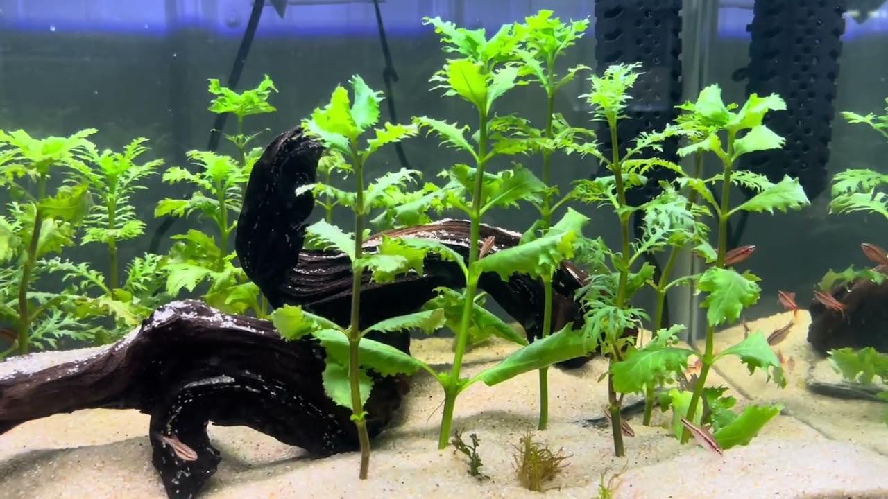 New Fish  Cherry Barbs