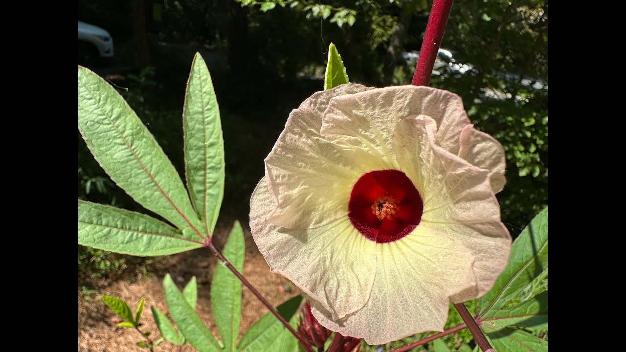 Growing Roselle in Containers From Seed (Hibiscus sabdariffa)