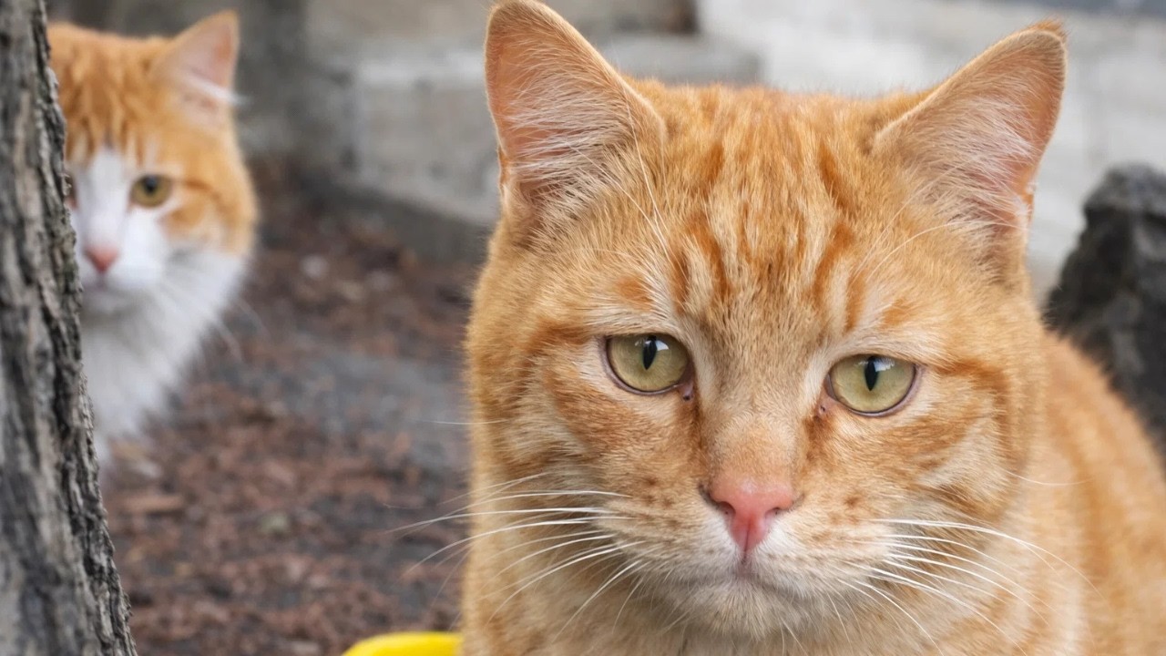 Gentle Stray Cat Asking for Love