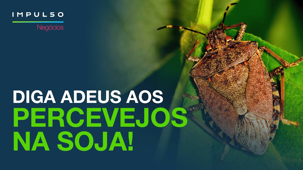 Percevejos da Soja: Danos na Lavoura e Como Controlar | Impulso Neg&oacute;cios EP. 68