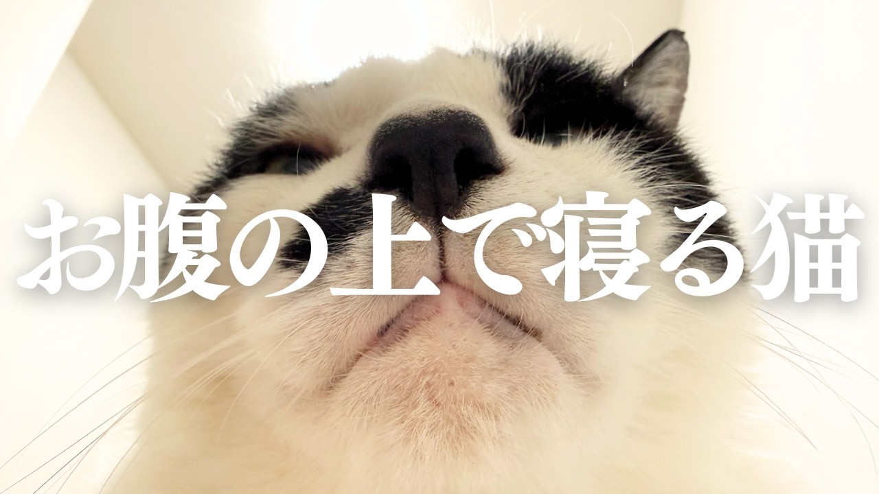 【ちょび髭ズの日常】夜になるとお腹の上で寝る猫マリオ｜猫のいる暮らし