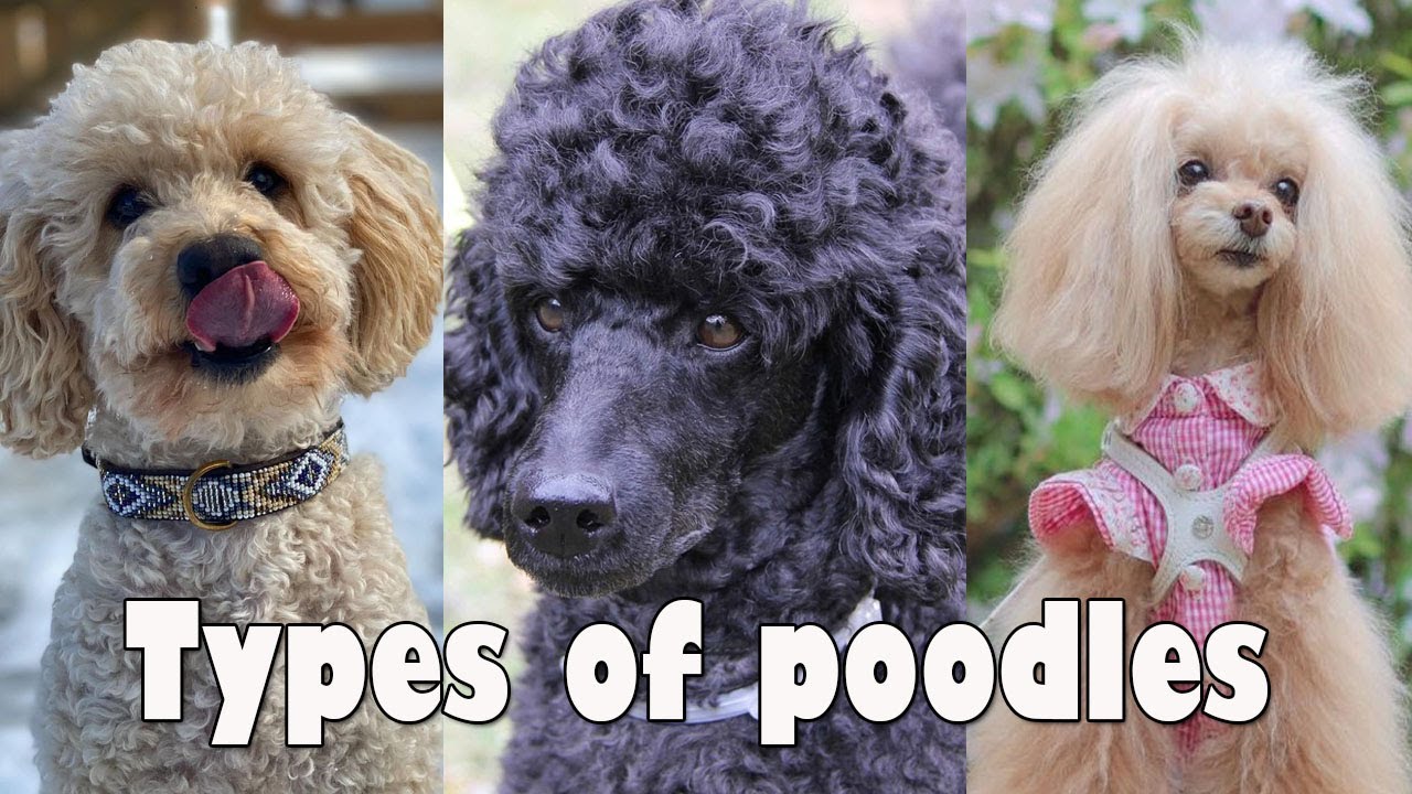 4 Types of Poodle Dog breeds | That are popular today - Types of poodles