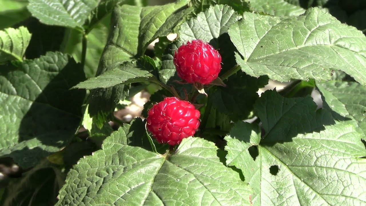Raspberry Tree, Hararasp, Raspberry Rocket. Rubus crataegifolius, Korean Red Raspberry. Review.