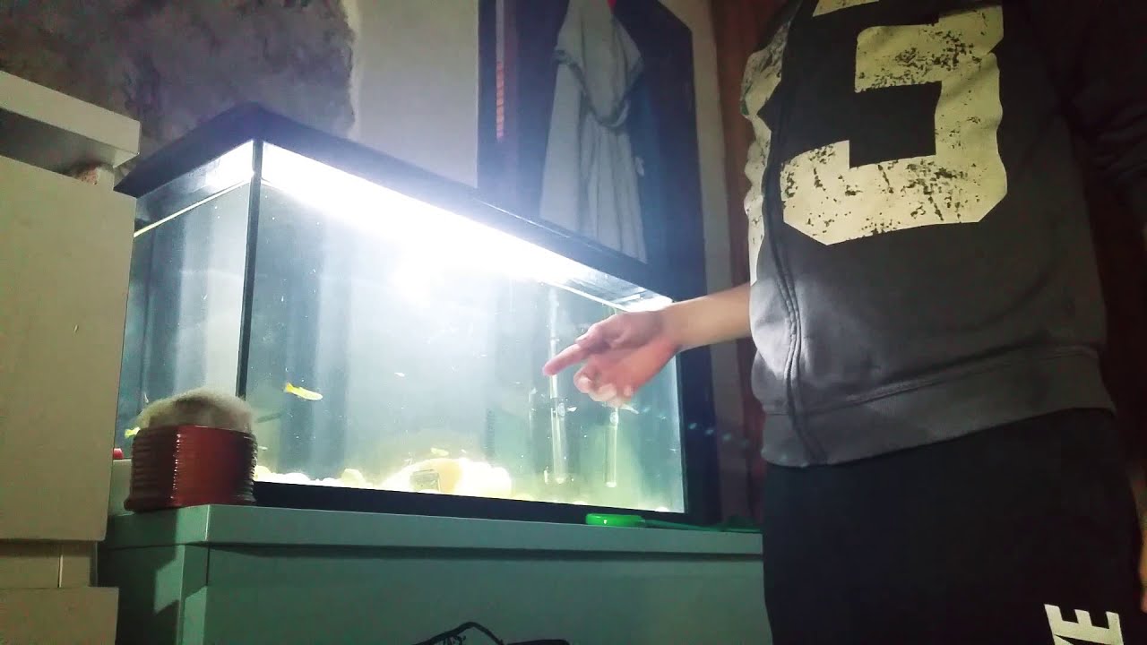 Comment nettoyer son aquarium sans tuer ses poissons