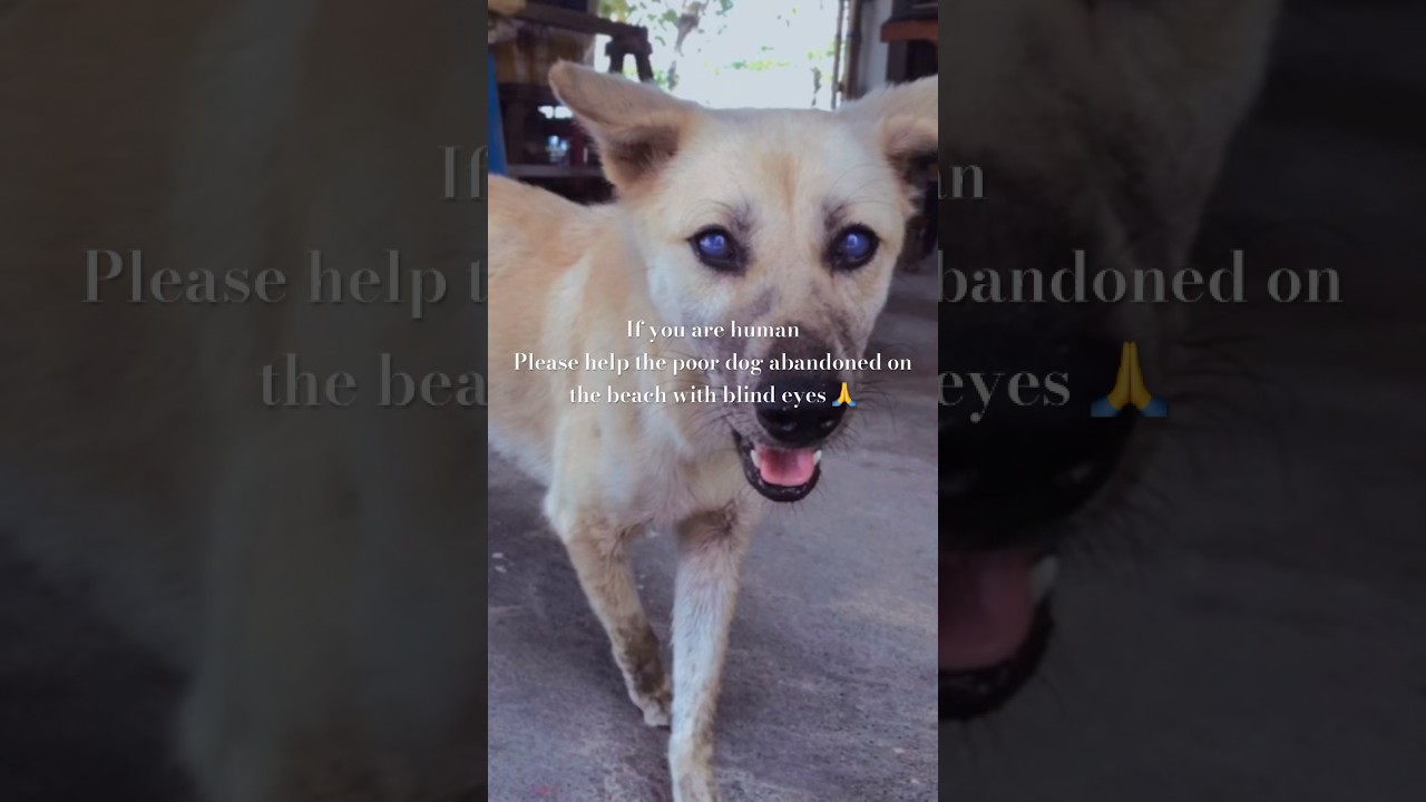 Poor blind dog abandoned on the beach 😢 #animals #dog #helpstraydogs
