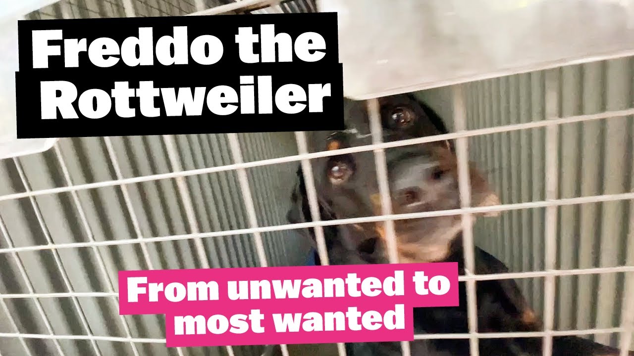 Freddo the Rottweiler - from unwanted to most wanted