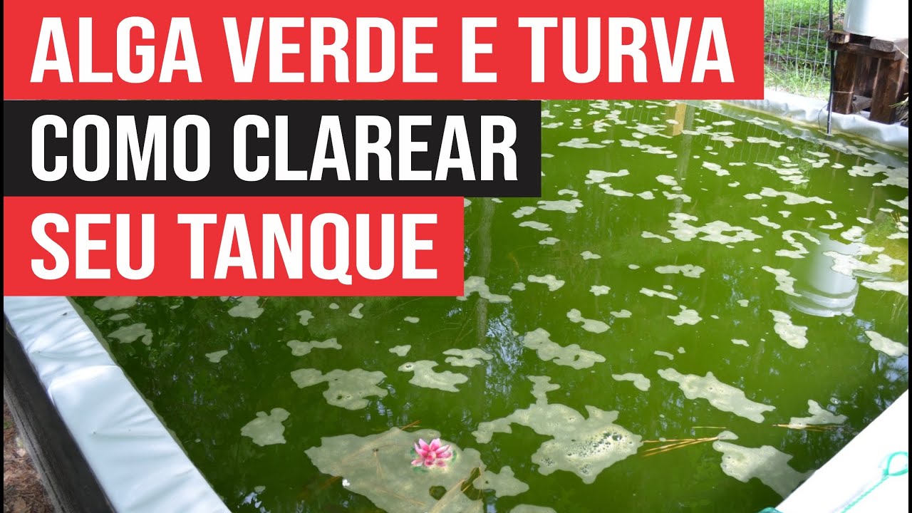 Como Clarear a Água do Tanque de Peixes, com alga verde e água turva