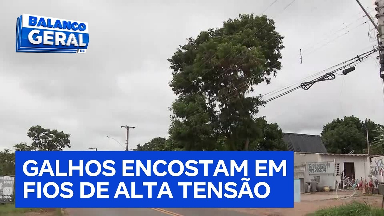 Árvore sem poda ameaça rede elétrica e preocupa moradores no Altiplano Leste (DF) | Balanço Geral DF