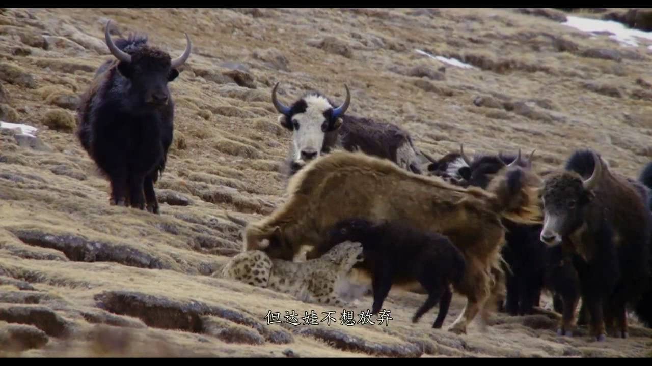 snow leopard vs yak