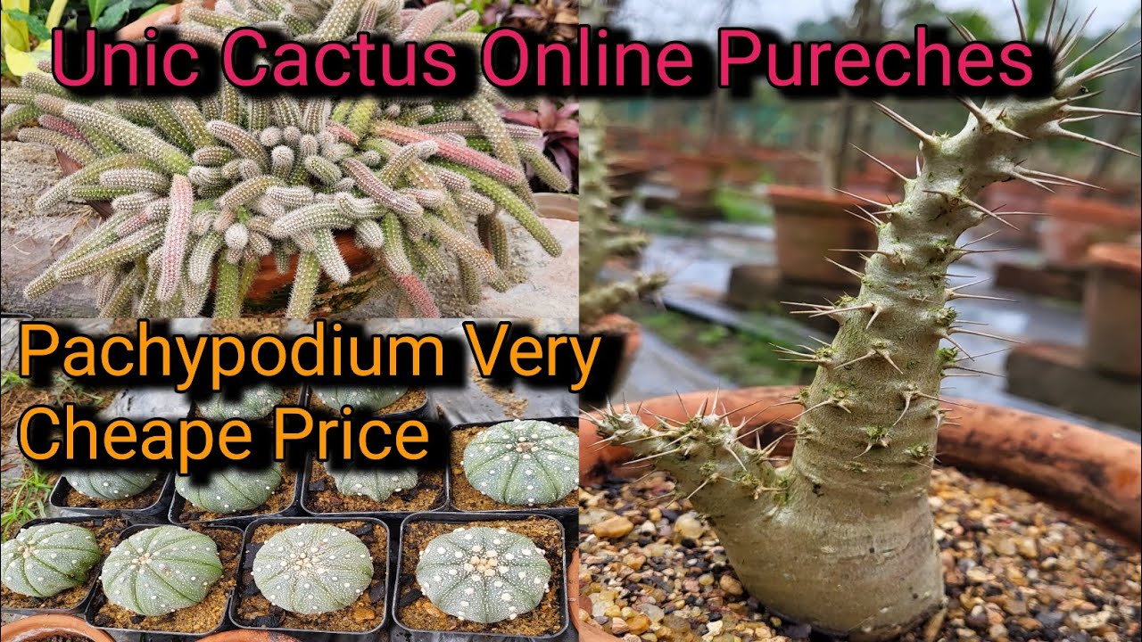 Online Cactus Sale in India || Very Cheape price || Unic cactus purcheas..