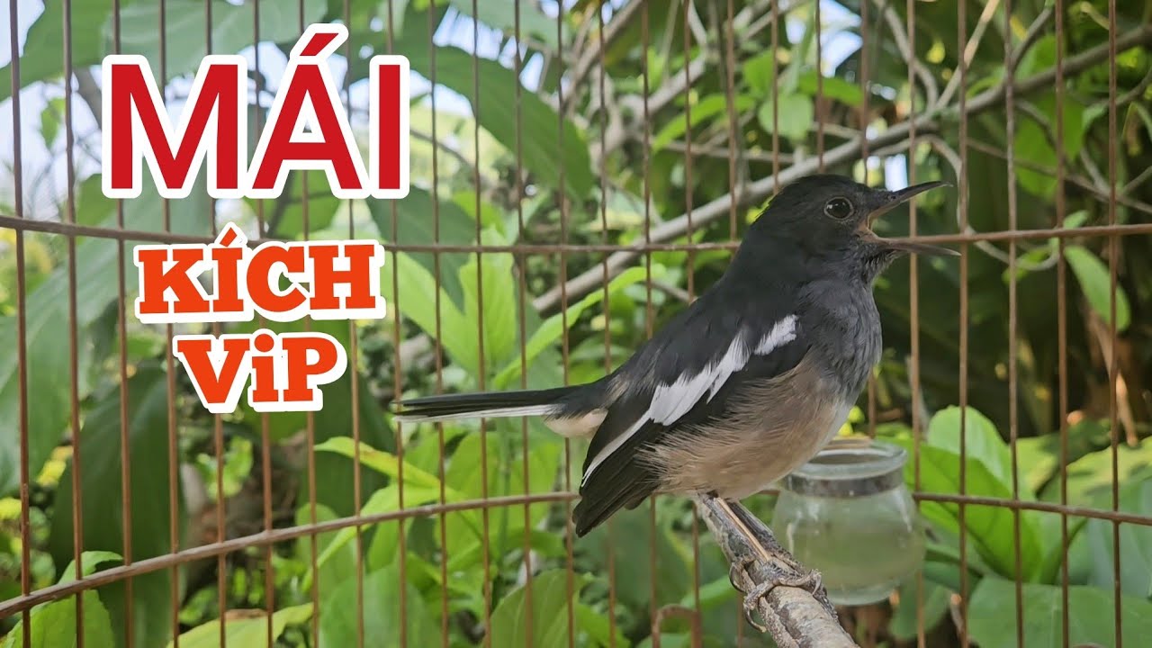 Chòe than mái hót chè kích trống hiệu quả #choethanmai #kacerbetina 
