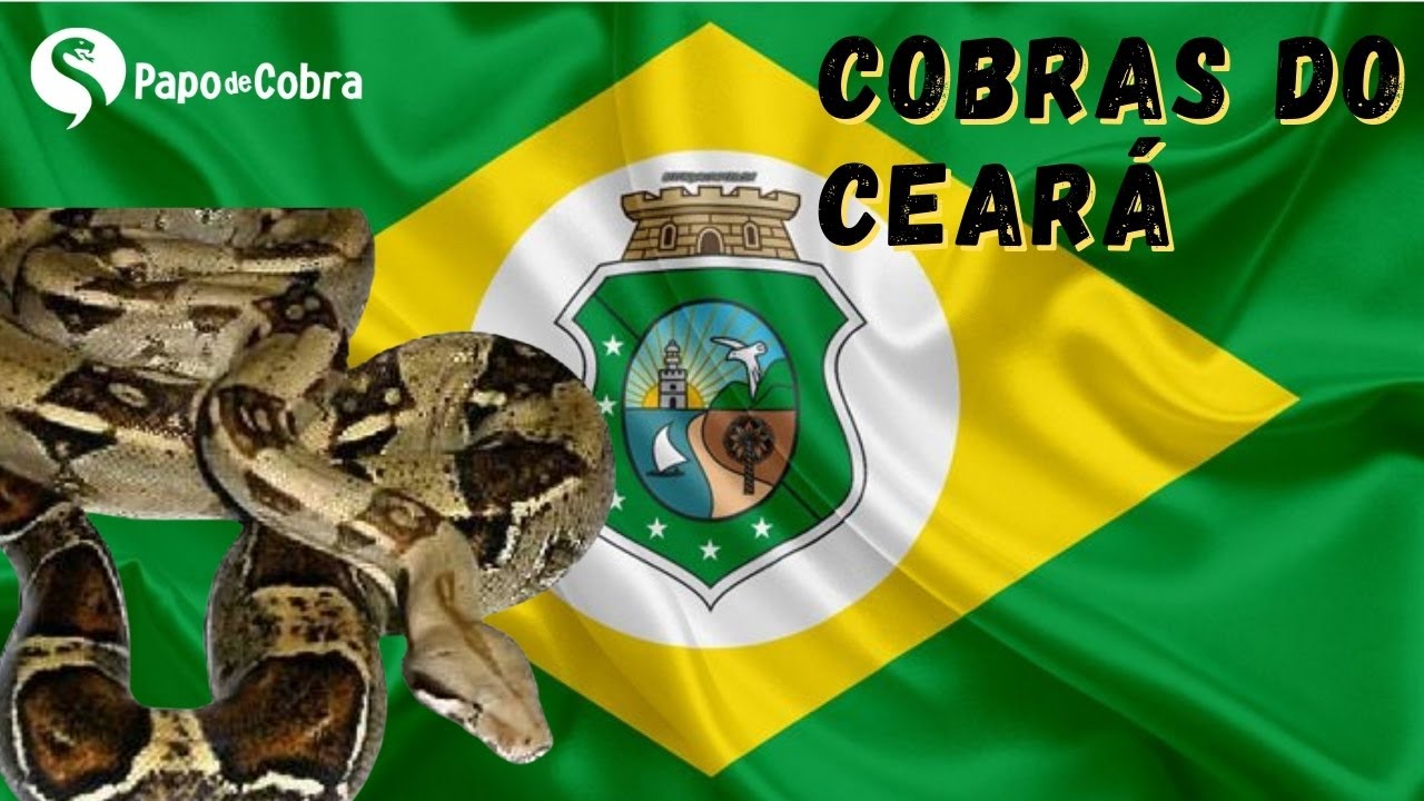Serpentes do Ceará | Papo de Cobra