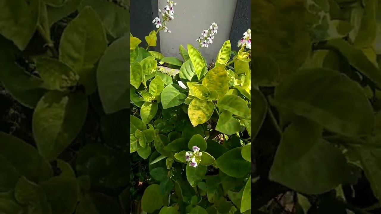 Pseuderanthemum reticulatum with flowers#Yellow-vein eranthemum#Golden pseuderanthemum#Shorts