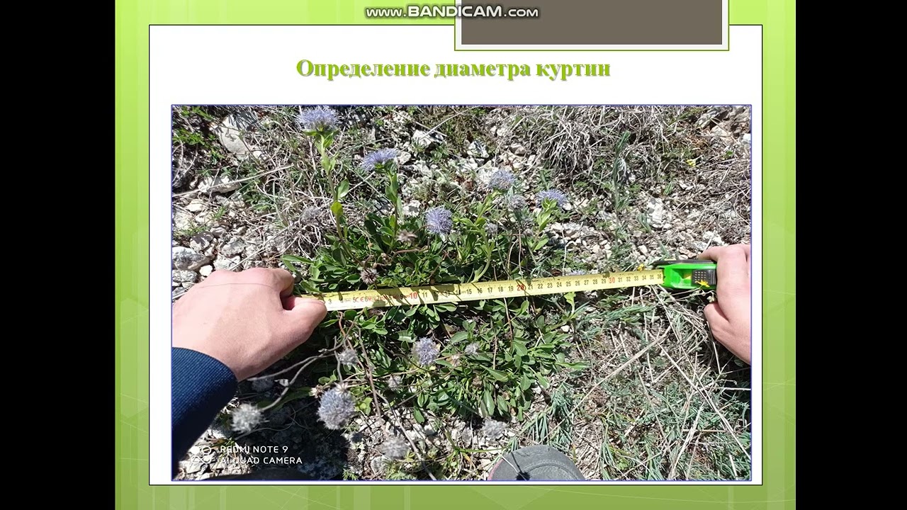Шаровница Волосоцветковая.