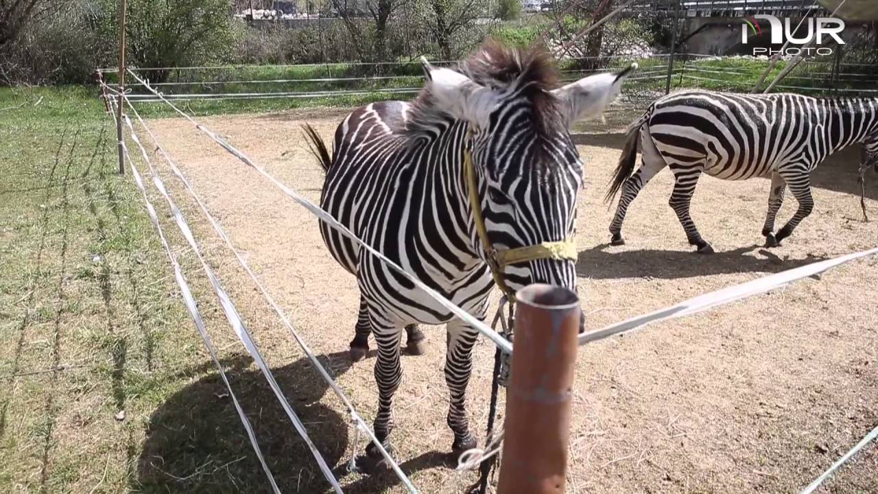 Circus Rolando Orfei in L'Aquila