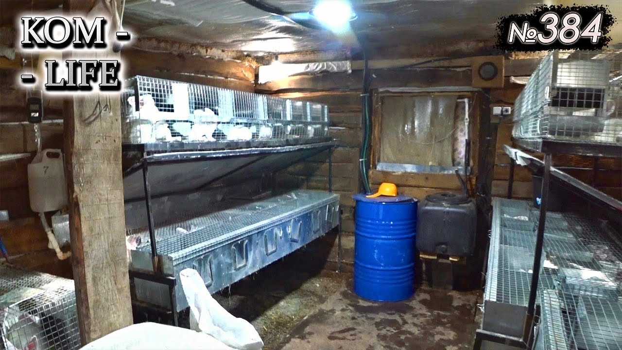 Аномальная ЖАРА / Как выживают СВИНЬИ и КРОЛИКИ?