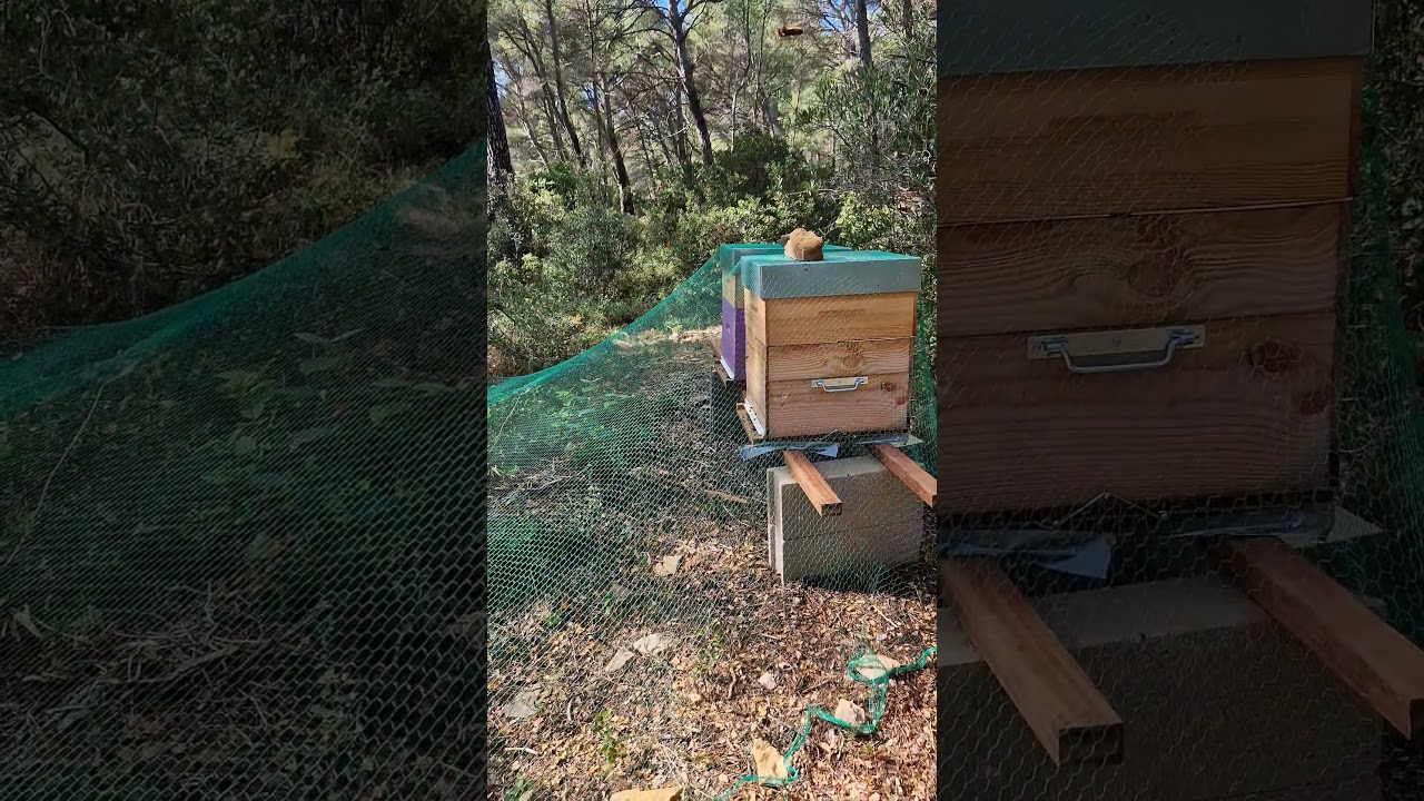 Ca marche !!! moins de pression sur lames ruches #frelons #apiculture #abeilles
